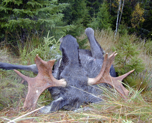 Moose hunt in Norway, hunting package, bull moose
