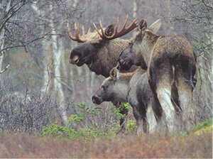 Moose hunt in Norway, hunting package