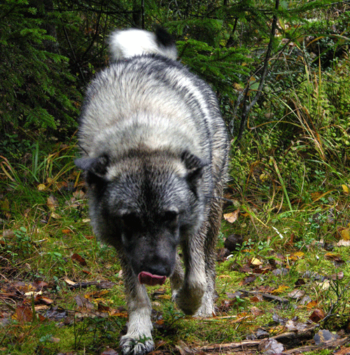 Moose hunt in Norway, hunting package with Norwegian Elkhound