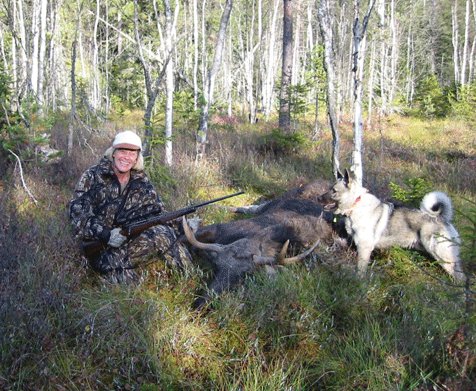 Moose hunt in Norway, hunting package with Norwegian Elkhound