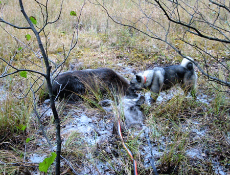 Moose hunt in Norway, hunting package with Norwegian Elkhound