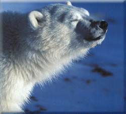 Scandinavia Travel, cruises in Scandinavia, escorted tours in Scandinavia