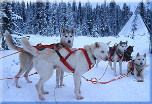 Husky adventure