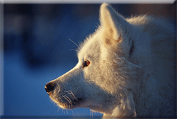 Husky team at work