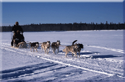 Harriniva Husky safari