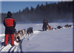 Dog Sleigh Safari in Lapland