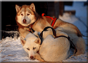 Huskies at rest