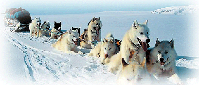 Huskies at rest, Greenland Tourism