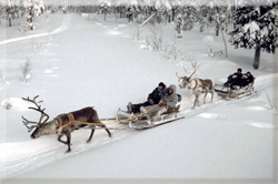 Reindeer sledding at Harriniva