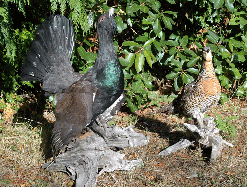 Capercaillie Trophies, Ingrid Shumway